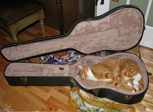 guitarcat
