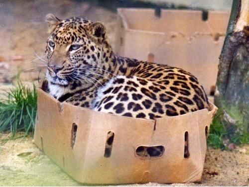 leopardbox