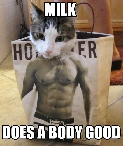 milkcat
