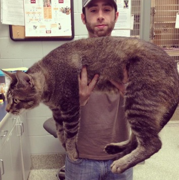 Catasaurus Rex The 21 Lb Cat Finds A Forever Home