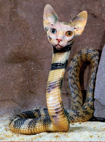 snakecat