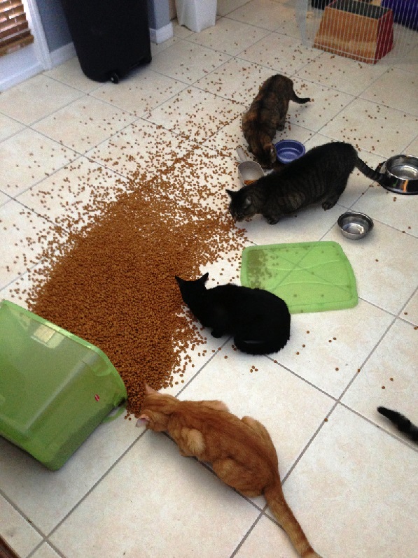 breakfastcats