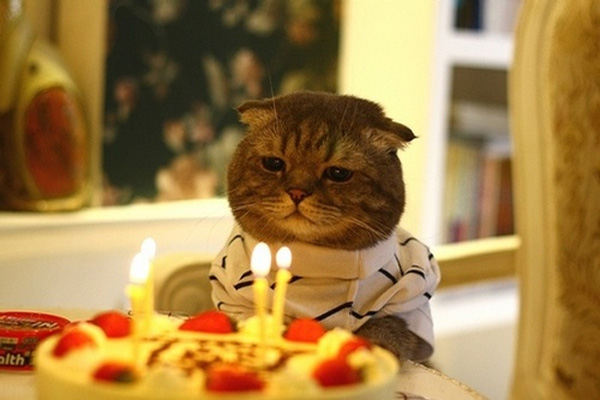 birthdaycat