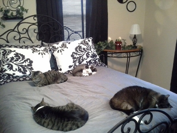 bedcats