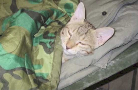 soldiercat2