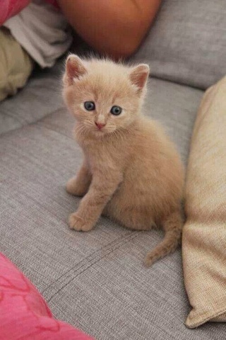 kitten1