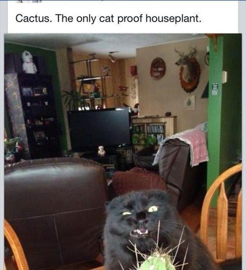 Catcactus