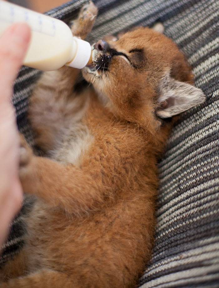 15 adorable pictures of baby caracals that will melt your heart