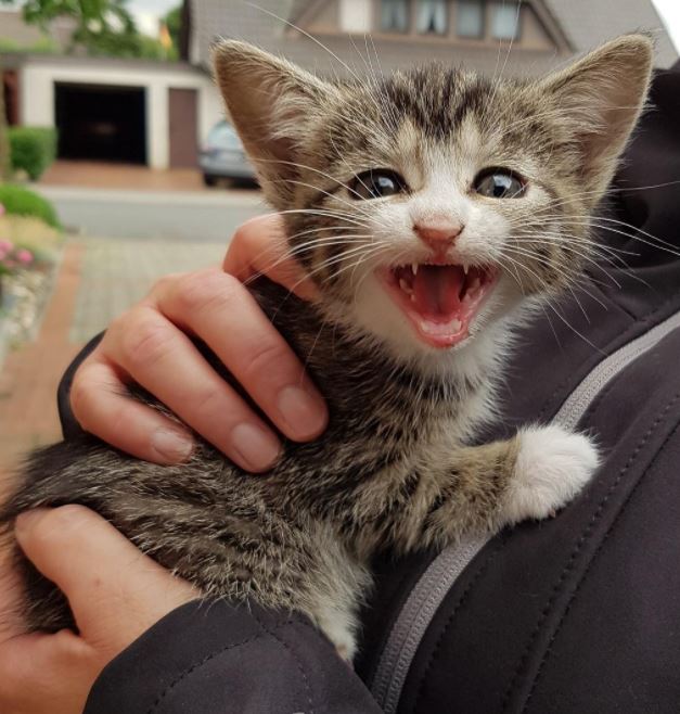 12 Roaring Kittens That Will Strike Adorable Fear Into Your Heart